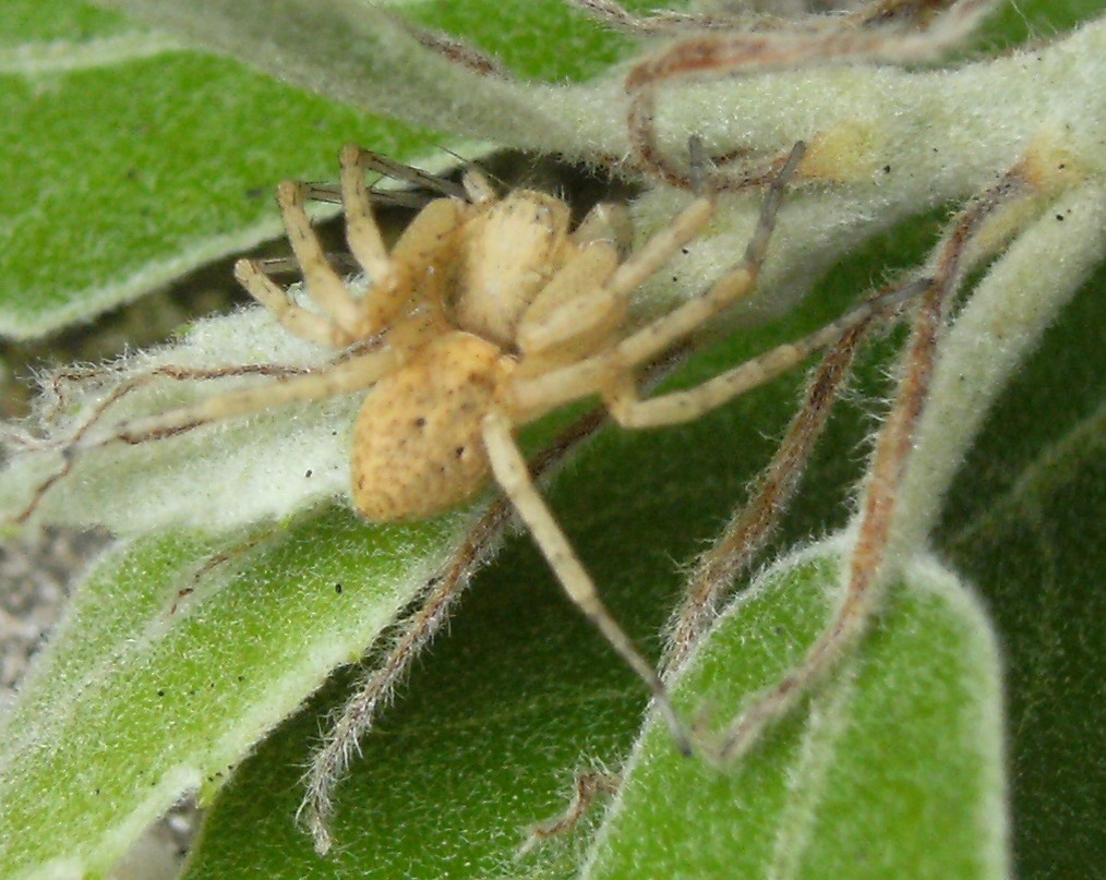 Philodromus